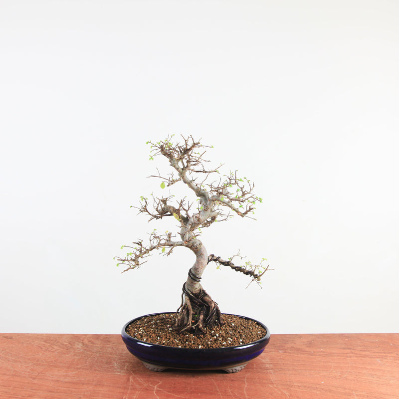 Bonsai Ulmus Parvifolia 'Chinese iep'