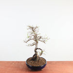 Bonsai Ulmus Parvifolia 'Chinese iep'
