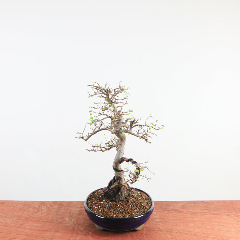 Bonsai Ulmus Parvifolia 'Chinese iep'