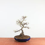 Bonsai Ulmus Parvifolia 'Chinese iep'