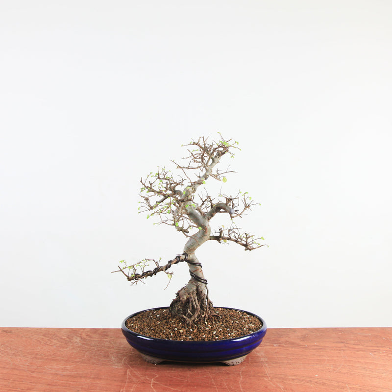 Bonsai Ulmus Parvifolia 'Chinese iep'