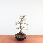 Bonsai Ulmus Parvifolia 'Chinese iep'