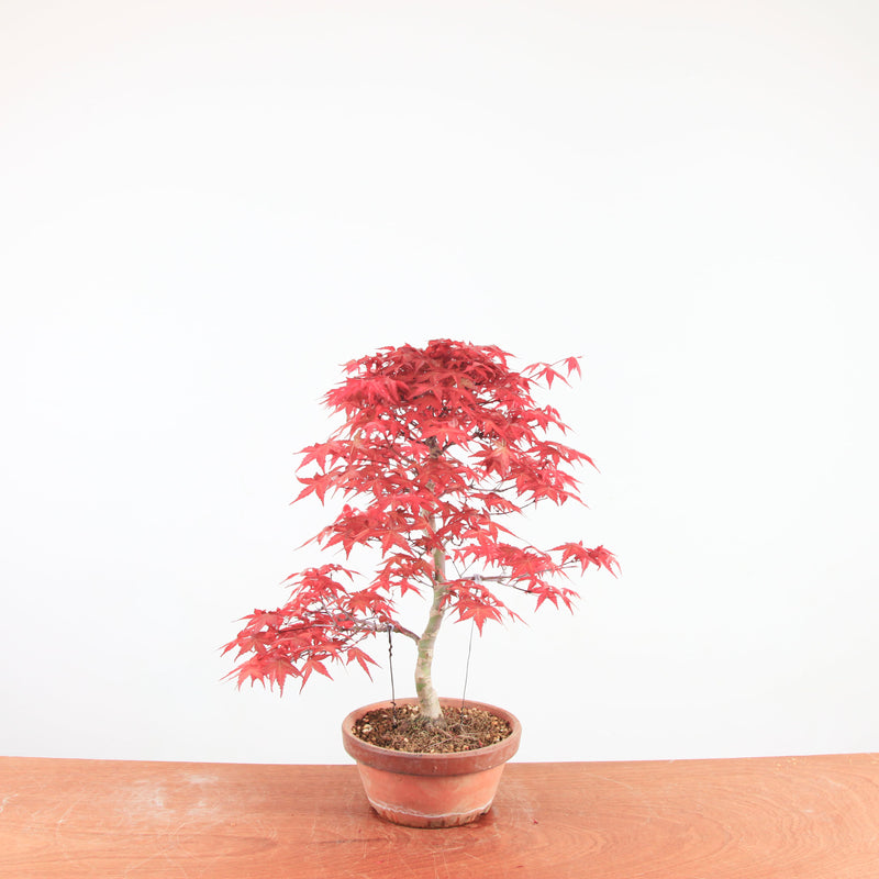 Bonsai Acer Palmatum 'Deshojo'