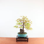 Bonsai Acer Palmatum Arakawa 'Kurkeschoors-esdoorn'