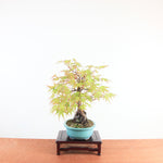 Bonsai Acer Palmatum Arakawa 'Kurkeschoors-esdoorn'