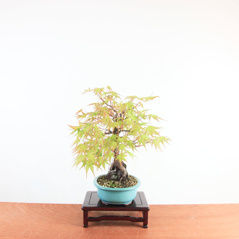 Bonsai Acer Palmatum Arakawa 'Kurkeschoors-esdoorn'