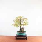 Bonsai Acer Palmatum Arakawa 'Kurkeschoors-esdoorn'