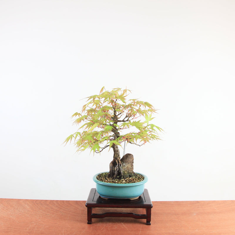 Bonsai Acer Palmatum Arakawa 'Kurkeschoors-esdoorn'