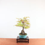 Bonsai Acer Palmatum Arakawa 'Kurkeschoors-esdoorn'