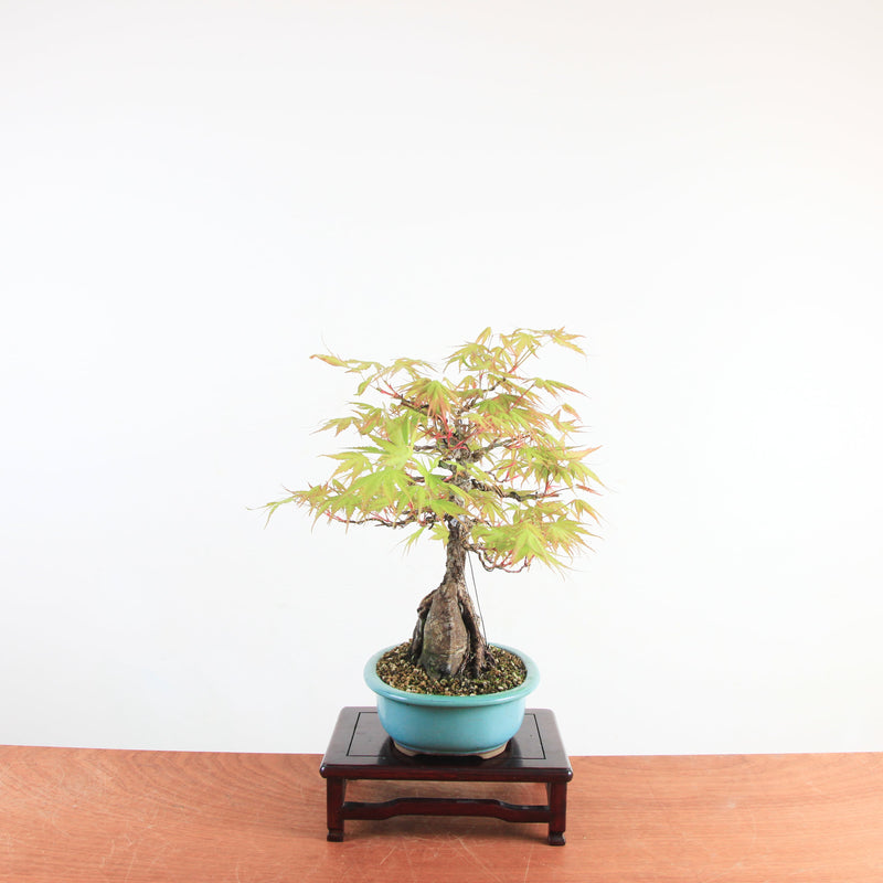 Bonsai Acer Palmatum Arakawa 'Kurkeschoors-esdoorn'