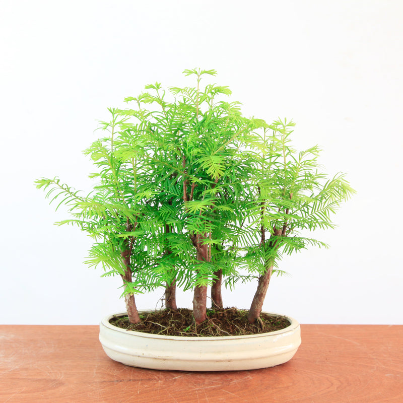 Bonsai Metasequoia 'watercipres'