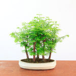 Bonsai Metasequoia 'watercipres'