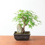 Bonsai Acer Palmatum 'Japanse esdoorn' op steen