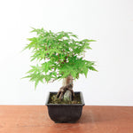 Bonsai Acer Palmatum 'Japanse esdoorn' op steen