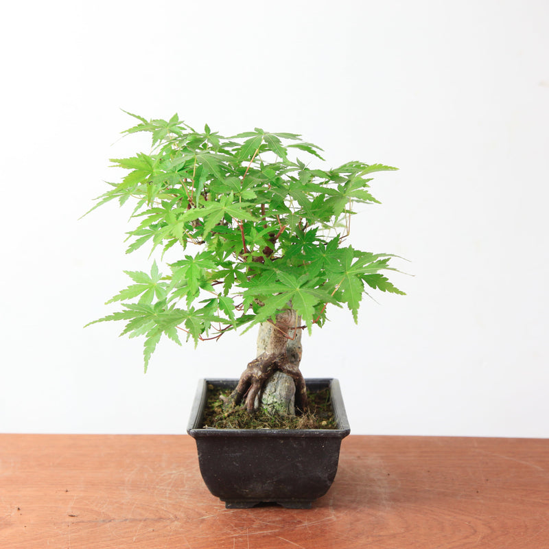 Bonsai Acer Palmatum 'Japanse esdoorn' op steen