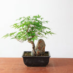 Bonsai Acer Palmatum 'Japanse esdoorn' op steen