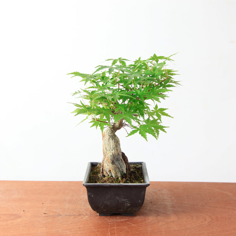 Bonsai Acer Palmatum 'Japanse esdoorn' op steen
