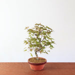 Bonsai Acer Palmatum 'Deshojo'