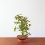 Bonsai Acer Palmatum 'Deshojo'