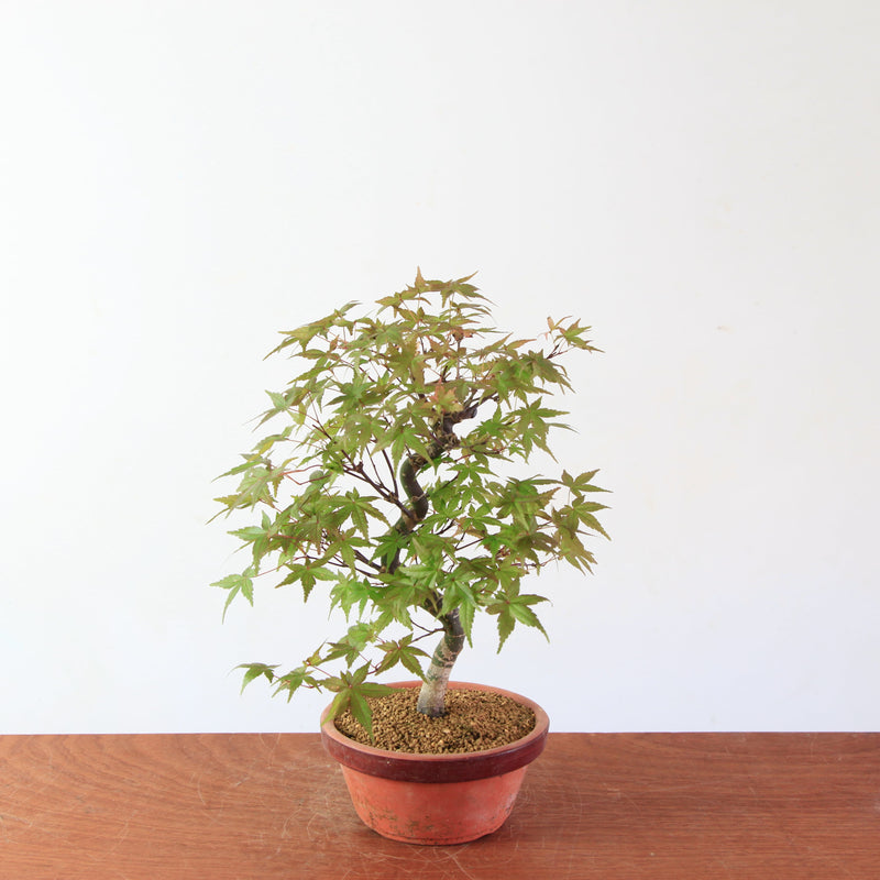 Bonsai Acer Palmatum 'Deshojo'