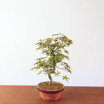 Bonsai Acer Palmatum 'Deshojo'