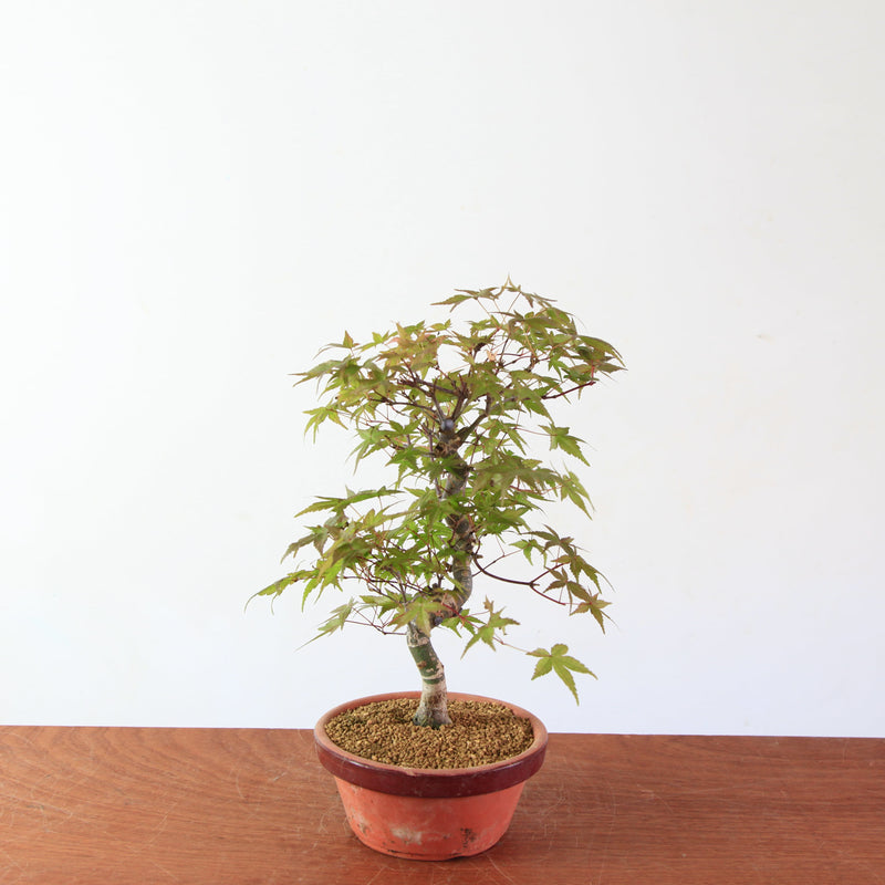 Bonsai Acer Palmatum 'Deshojo'