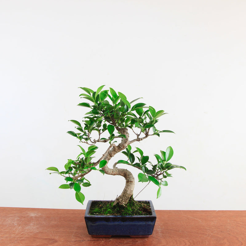 Bonsai Ficus Retusa 'binnen bonsai'