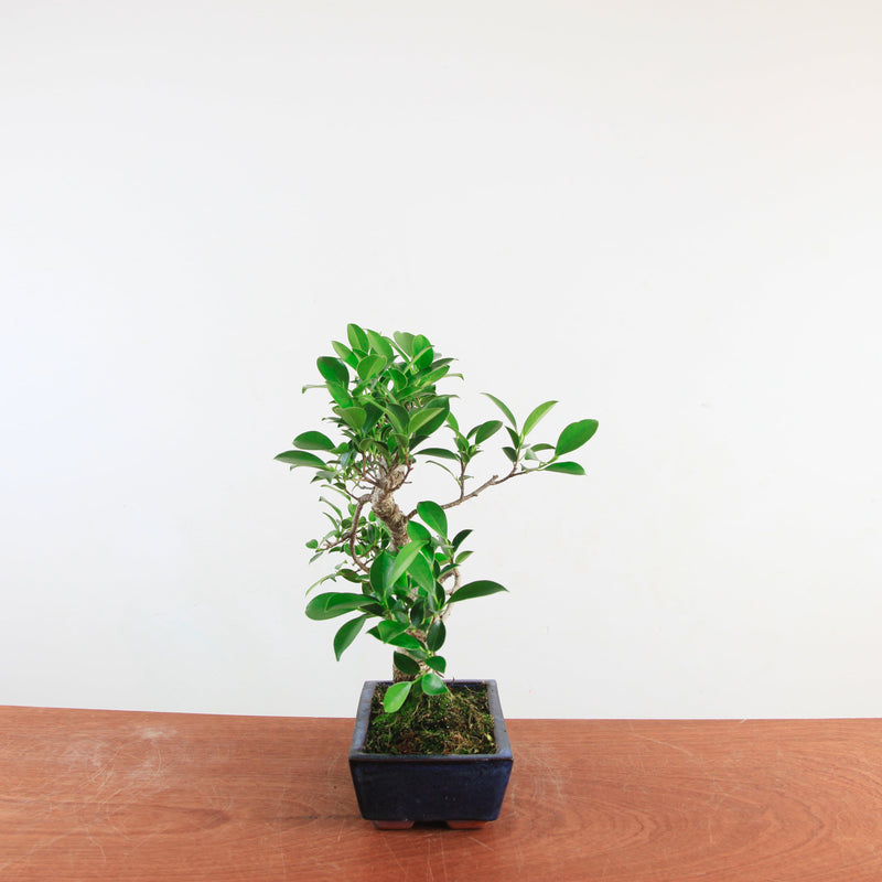 Bonsai Ficus Retusa 'binnen bonsai'