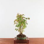 Bonsai Acer Buergerianum 'Trident esdoorn'