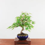 Bonsai Acer Palmatum 'De Japanse esdoorn'