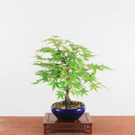 Bonsai Acer Palmatum 'De Japanse esdoorn'