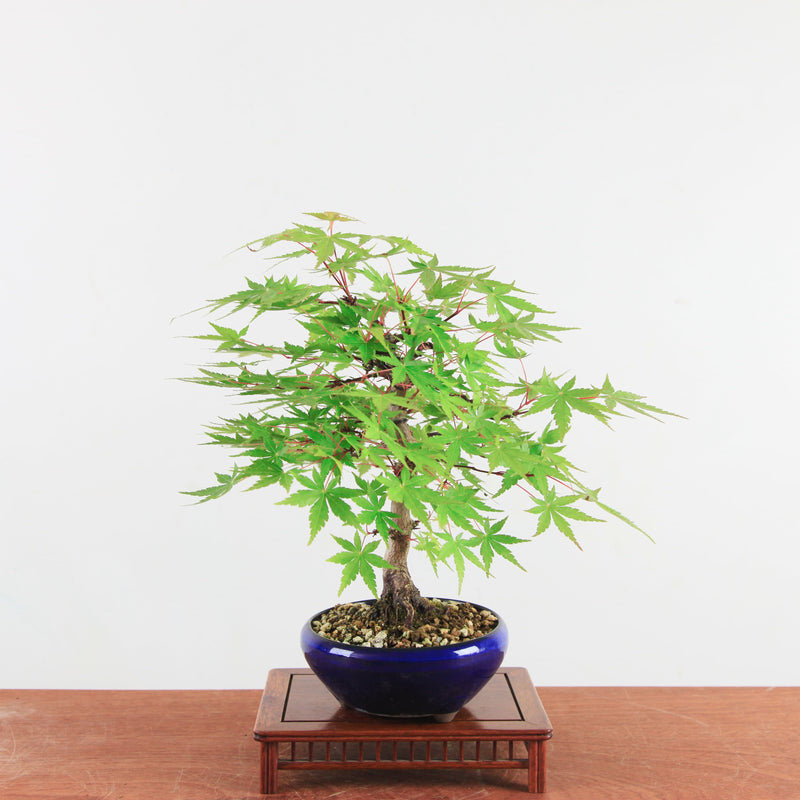 Bonsai Acer Palmatum 'De Japanse esdoorn'