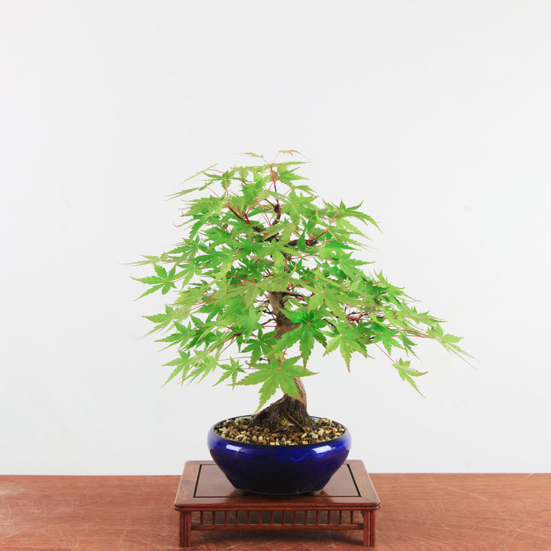 Bonsai Acer Palmatum 'De Japanse esdoorn'