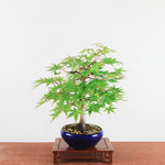 Bonsai Acer Palmatum 'De Japanse esdoorn'