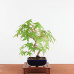Bonsai Acer Palmatum 'Japanse esdoorn'