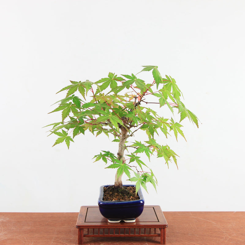 Bonsai Acer Palmatum 'Japanse esdoorn'