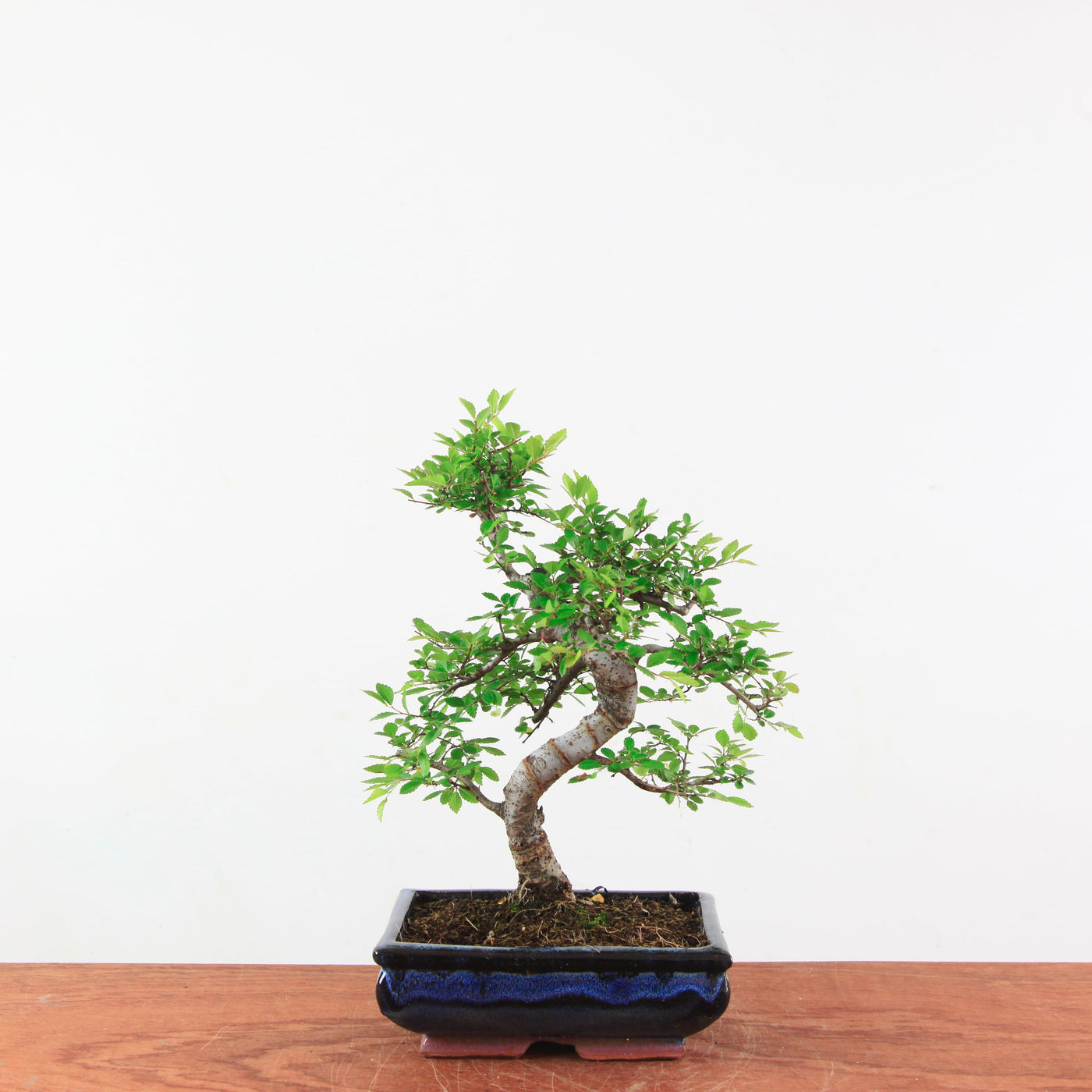 Bonsai Ulmus Parvifolia 'Chinese iep'