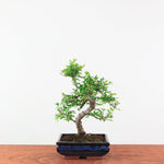 Bonsai Ulmus Parvifolia 'Chinese iep'