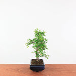 Bonsai Ulmus Parvifolia 'Chinese iep'
