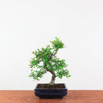 Bonsai Ulmus Parvifolia 'Chinese iep'
