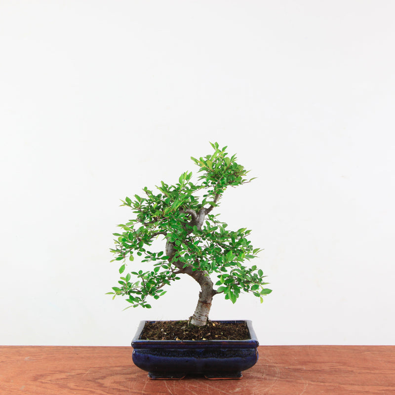 Bonsai Ulmus Parvifolia 'Chinese iep'