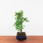 Bonsai Ulmus Parvifolia 'Chinese iep'