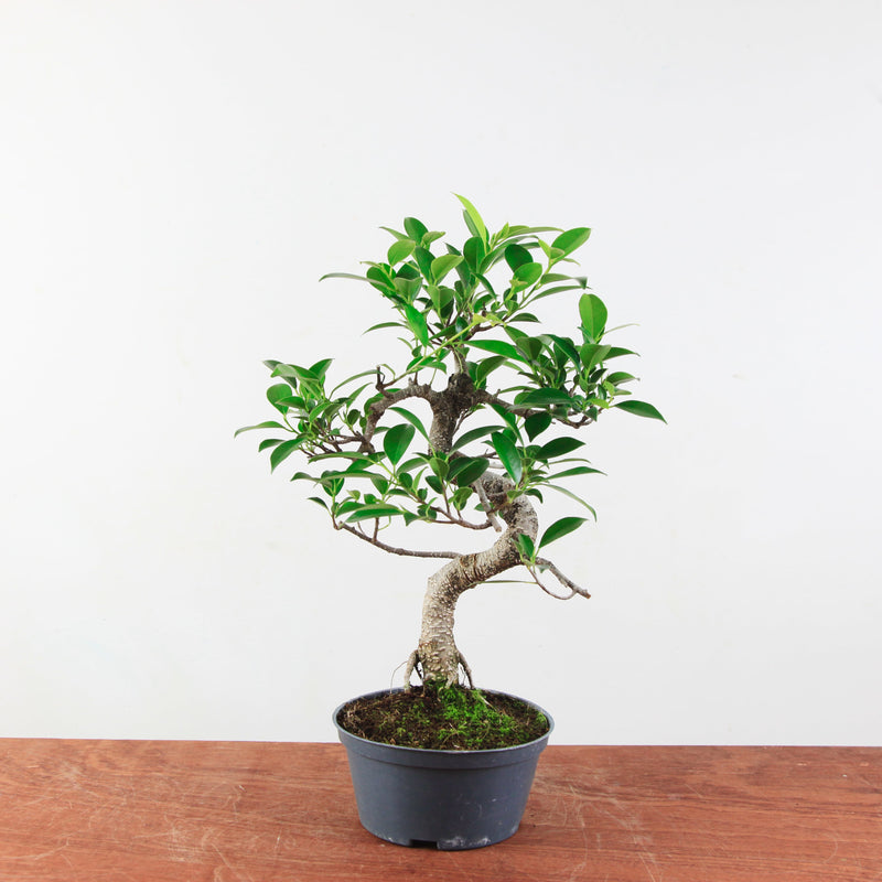 Bonsai Ficus Retusa 'binnen bonsai'