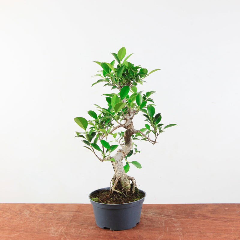 Bonsai Ficus Retusa 'binnen bonsai'