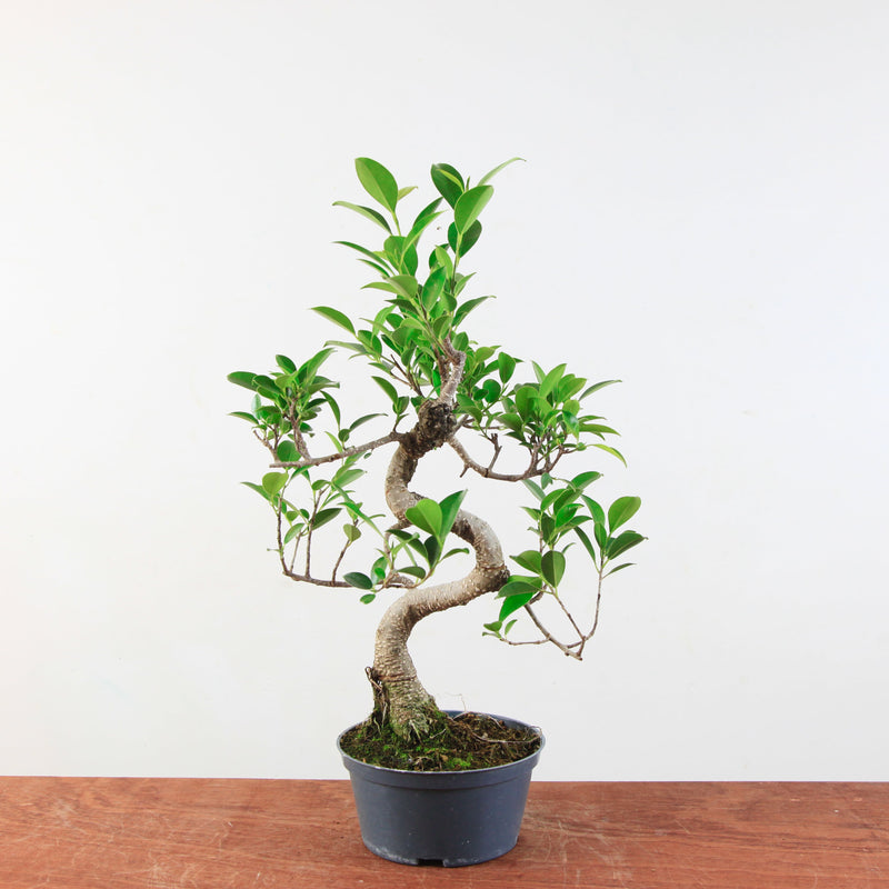 Bonsai Ficus Retusa 'binnen bonsai'