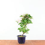 Bonsai Azalea 'De Satsuki' kaminoyamakirin