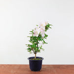 Bonsai Azalea 'De Satsuki' kaminoyamakirin