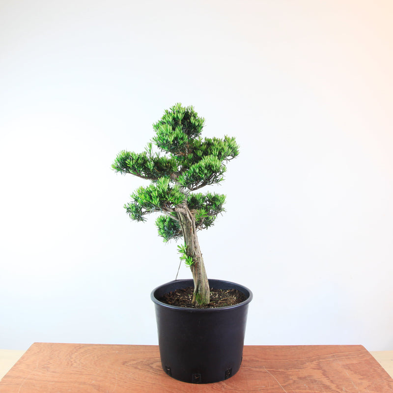 Bonsai Podocarpus 'maki variant'