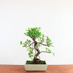 Bonsai Ficus Retusa 'binnen bonsai'