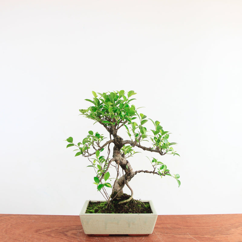 Bonsai Ficus Retusa 'binnen bonsai'